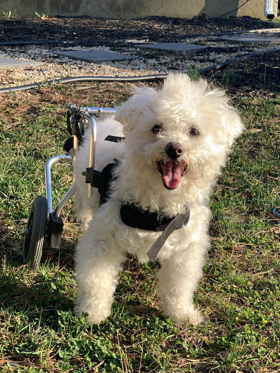 MelRutigliano's tweet photo. @12x12Challenge Hereโs my baby MEMPHIS for #NationalPetDay2022 #12x12 #disabilityinkidlit #adorablydifferent #doggonadorable https://t.co/MLnrvCDGtz