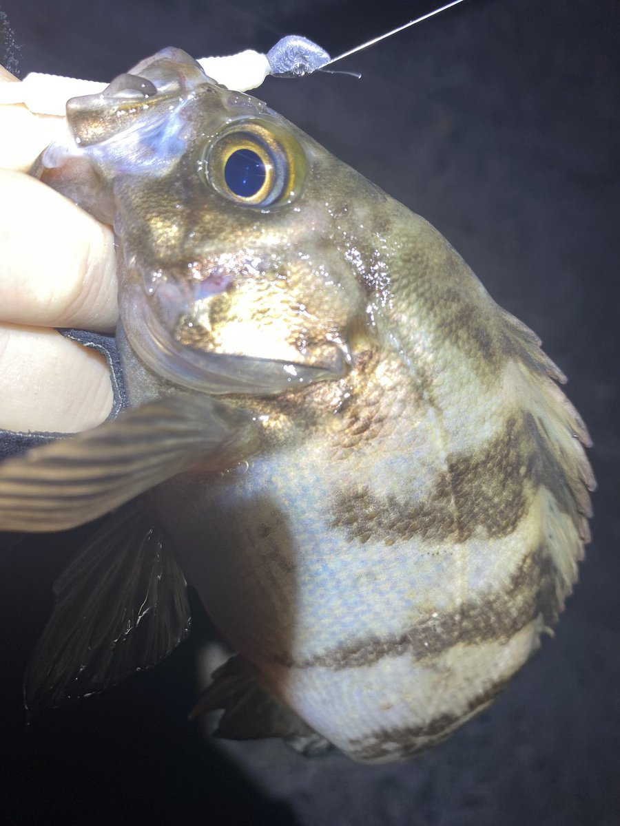 chikamori0403's tweet photo. 何とか釣れたけどメバル渋かった🙄
ええサイズのカサゴ釣れたからお土産に！
#YAMAGABlanks
#BlueCurrent3 
#ソアレXRC2000SSPG 
#四日市メバル https://t.co/3O5RBr7LMx