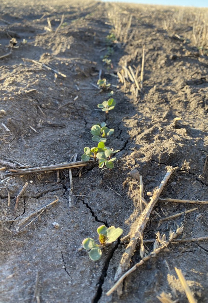 SynergyAGBalcrs's tweet photo. Ask us HOW to get a handle on your 4-legged friends before they get your crop! 🌱🐿

#rootsyoucancounton https://t.co/rtil9HivRW