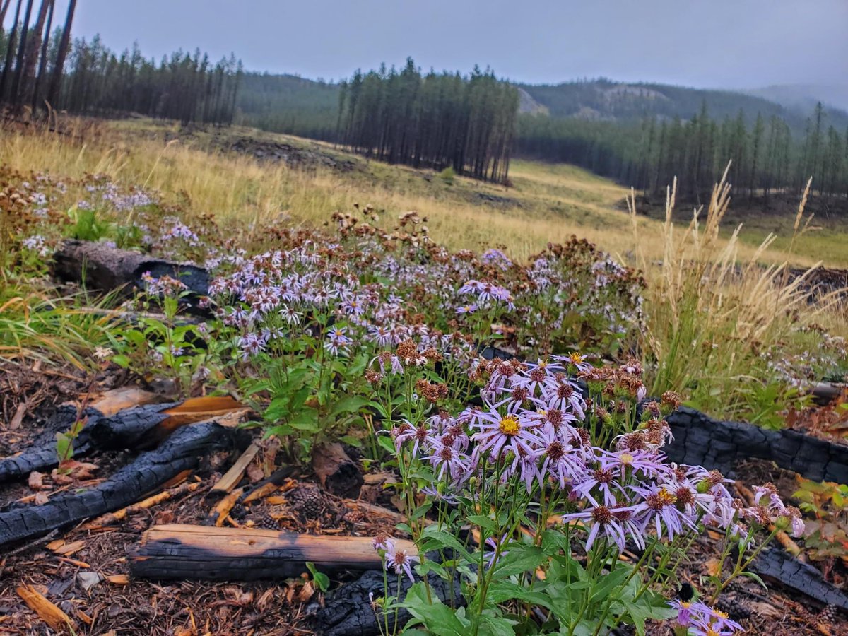 I'm looking for a project manager for a 10 month assignment starting in May to run a vegetation #restoration project to restore a fuel management block
Apply by April 18, 2022
#nativevegetation #fuelmanagement 
psjobs-emploisfp.psc-cfp.gc.ca/psrs-srfp/appl… (french available on website)