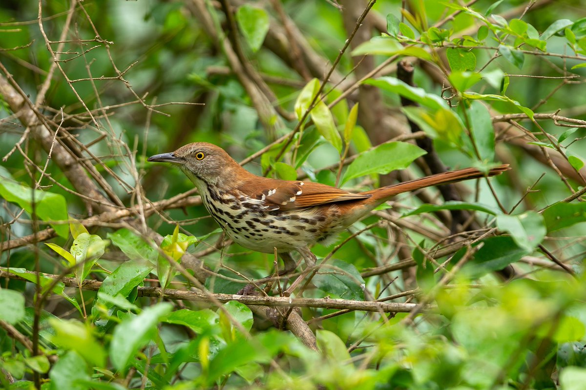 Bryan_Barrow_'s tweet photo. A pair of Brown Thrashers have decided to move in. Iβve been watching them build a nest in a tree on the edge of my yard. #brownthrasher #nesting #birdwatching #birdphotography #naturelovers #easttexas #rusktx https://t.co/K9anQEvuVr