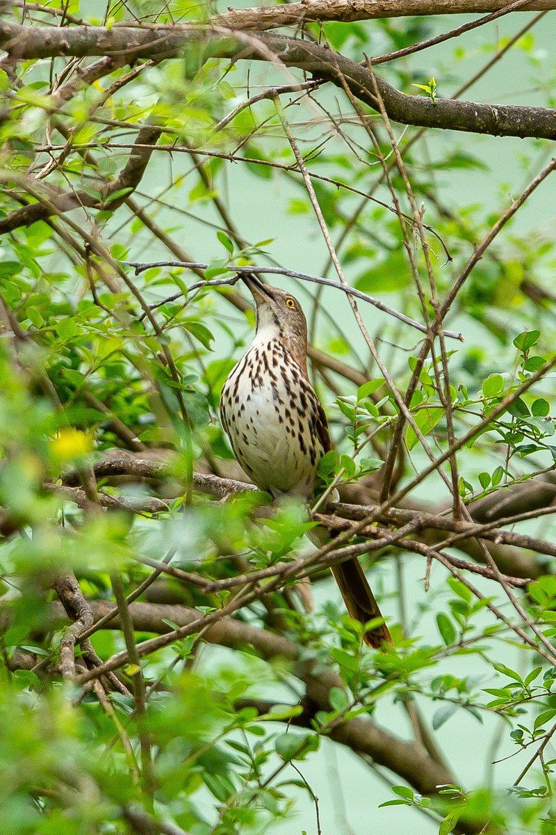 Bryan_Barrow_'s tweet photo. A pair of Brown Thrashers have decided to move in. Iβve been watching them build a nest in a tree on the edge of my yard. #brownthrasher #nesting #birdwatching #birdphotography #naturelovers #easttexas #rusktx https://t.co/K9anQEvuVr