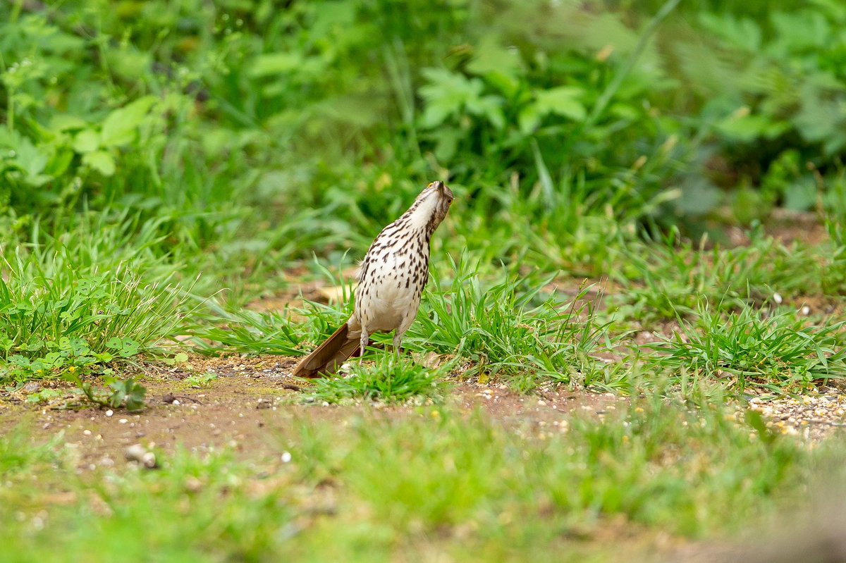 Bryan_Barrow_'s tweet photo. A pair of Brown Thrashers have decided to move in. Iβve been watching them build a nest in a tree on the edge of my yard. #brownthrasher #nesting #birdwatching #birdphotography #naturelovers #easttexas #rusktx https://t.co/K9anQEvuVr