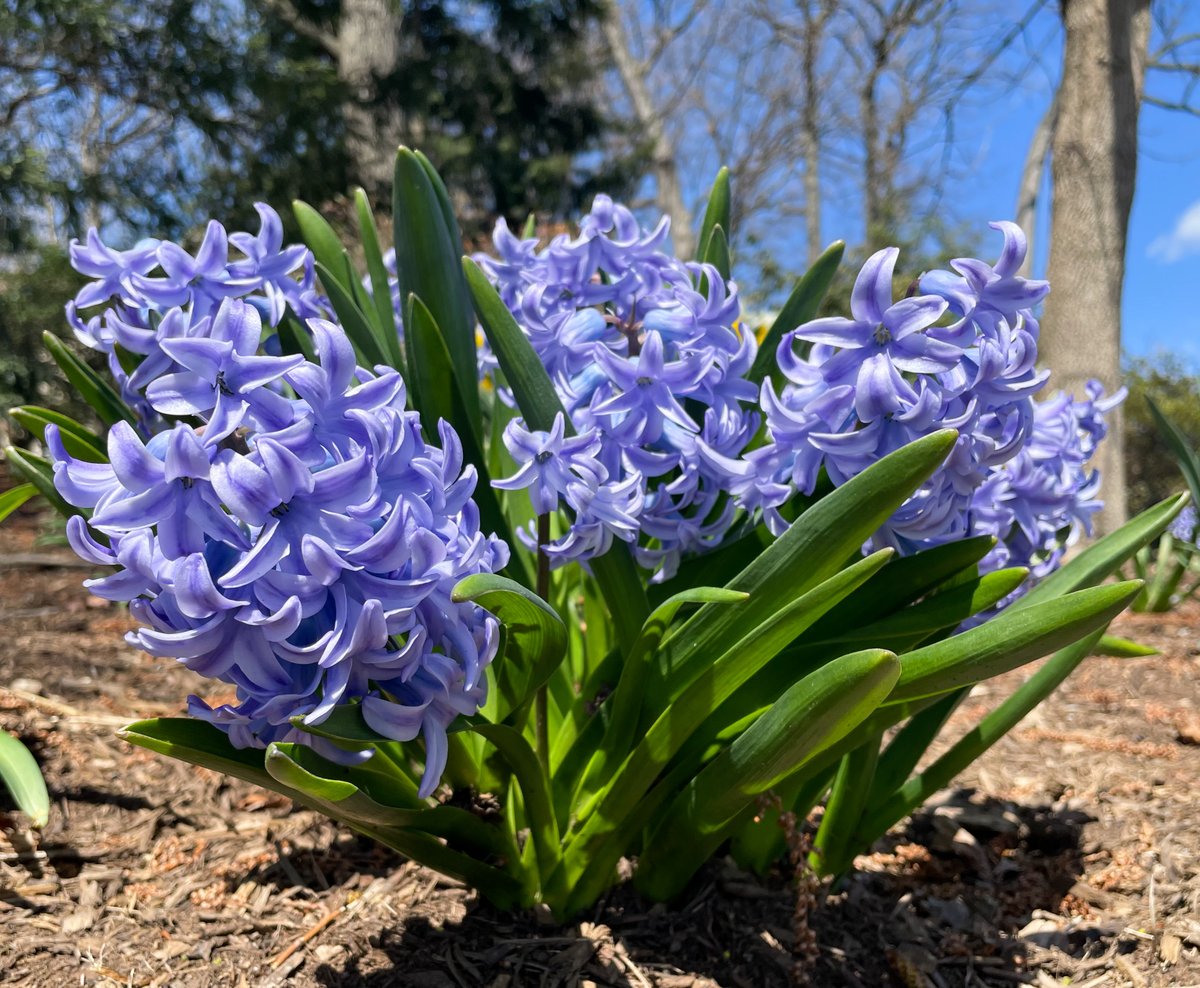 Hershey Gardens tweet media