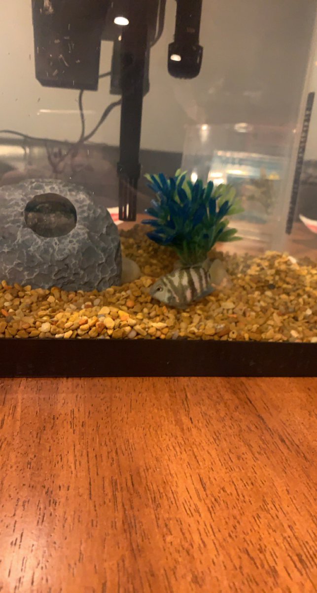 Calebharmonn's tweet photo. Shoutout to @BriceEngle19 @CamdenHoward9 and @Ben33Moening for feeding my little dude while I’m gone. #fishdad https://t.co/0jzNI0eEbo