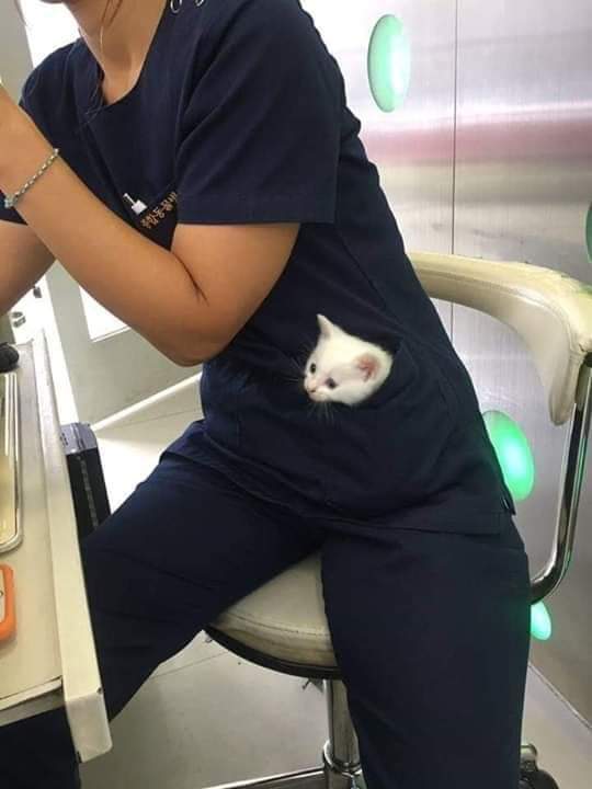 cats being weird little guys 👅 (@weirdlilguys) on Twitter photo 