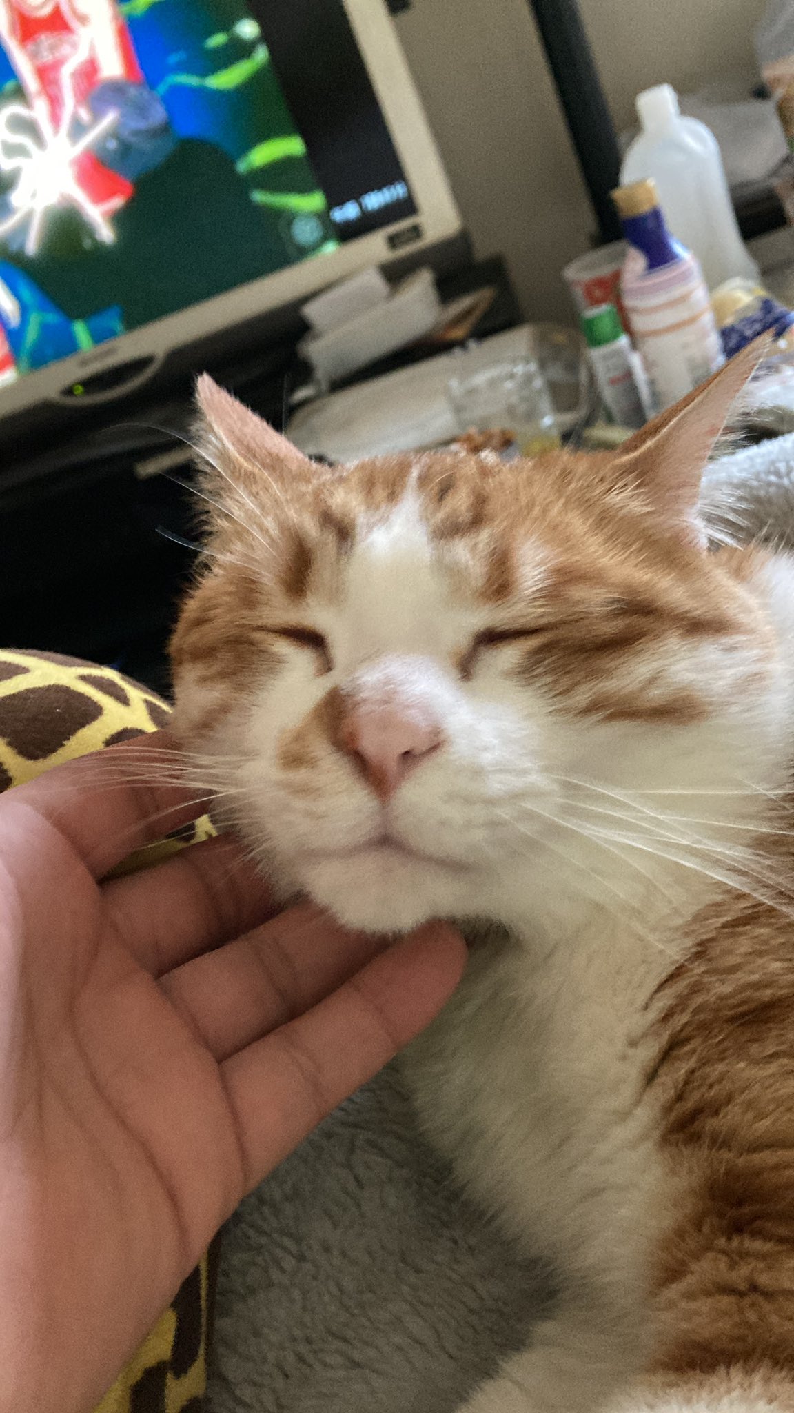 猫甘える Twitter Search Twitter