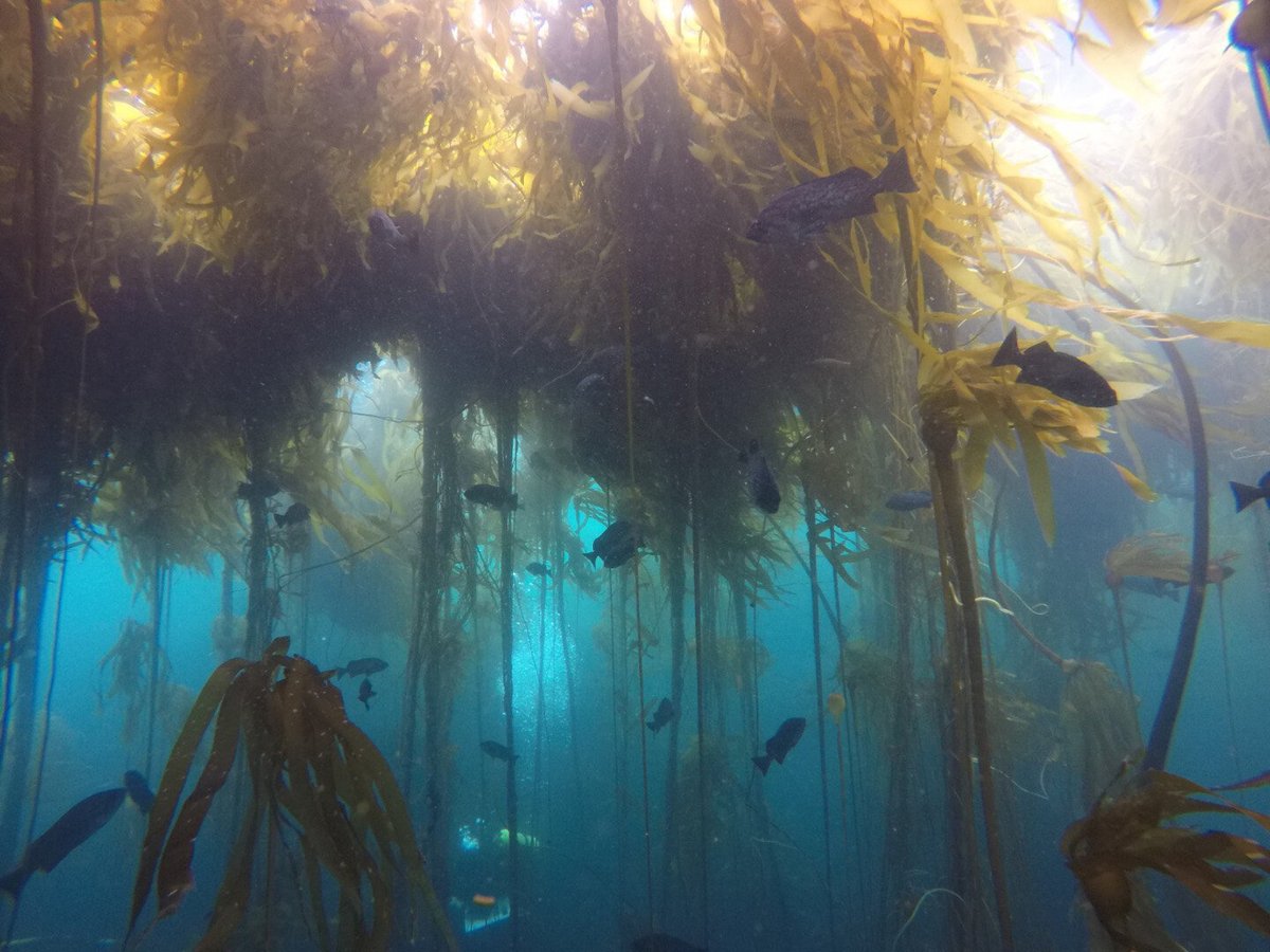 EatBlueNow's tweet photo. Scientists have created the largest digital map of kelp forests, that will be used as a powerful tool to track the health of these underwater rainforests. Kelp forests store large amounts of carbon dioxide but are threatened by warming oceans. 
Read more: https://t.co/rKydJWNb6J https://t.co/JUm4G64rtj