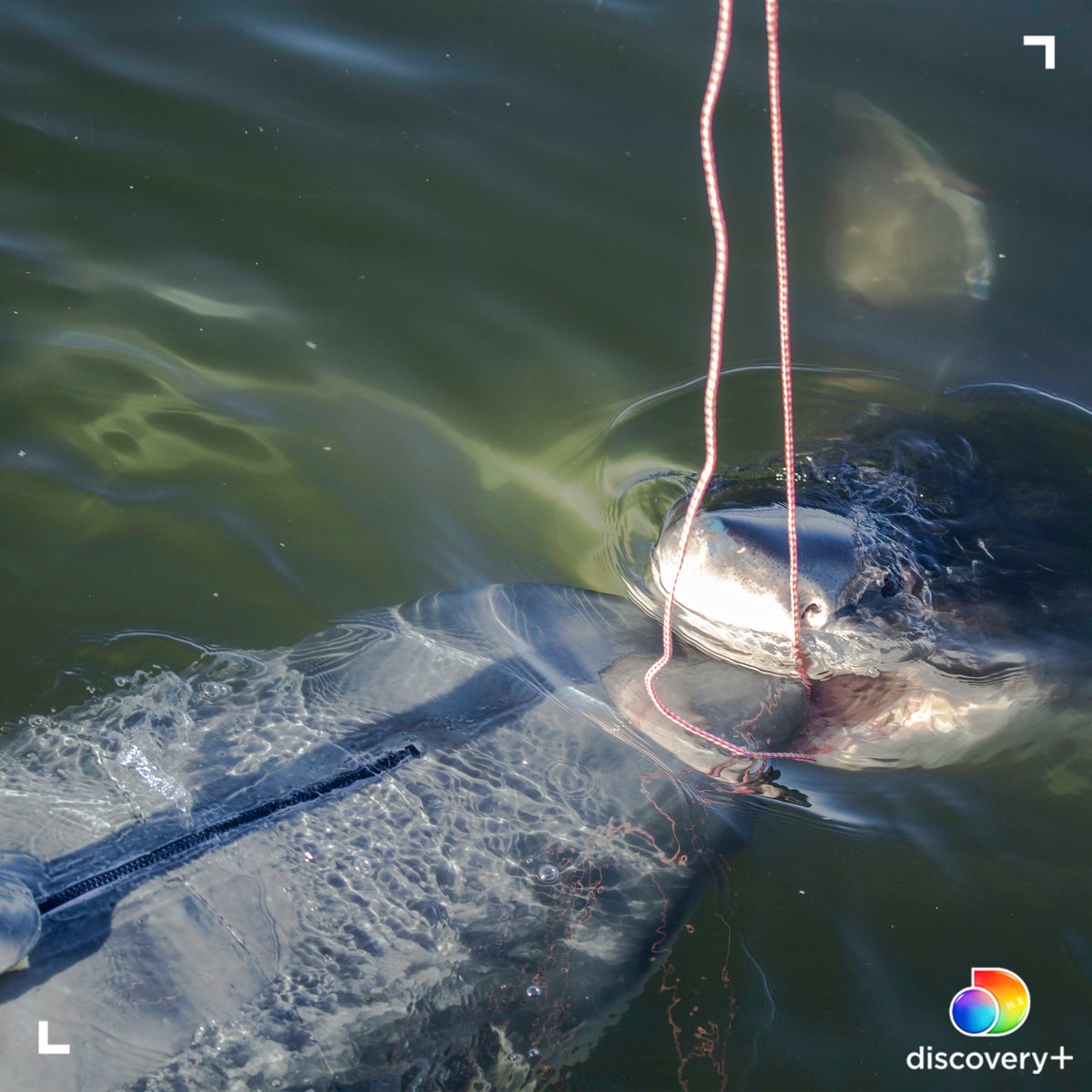 SharkWeek's tweet photo. Just a decoy and a dream. π¦
Stream #SharkWeek's Spawn of El Diablo on @discoveryplus.
π https://t.co/b4JXMFdhkG https://t.co/9oJiSLhTGx