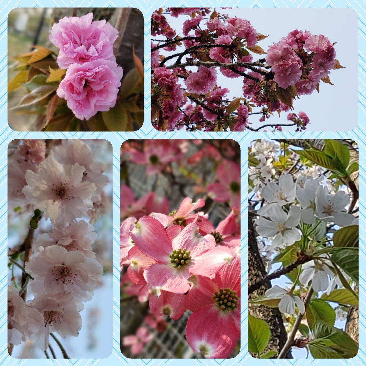 harebuton58oge's tweet photo. ソメイヨシノのあとは、八重桜にハナミズキ😍まだまだ散歩道は華やかです。垂れ桜は葉が少し色が白っぽくなってきたけどまだ綺麗😍　#桜　#散歩　#ハナミズキ　#春　#ピンク https://t.co/5fK9aih3AZ