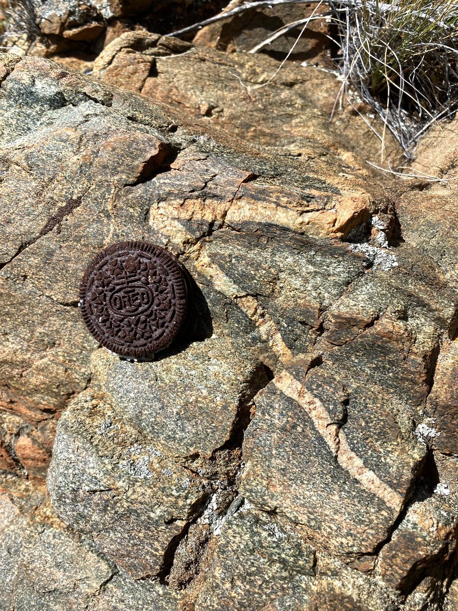 drkmharv's tweet photo. Folded vein, Oreo for scale https://t.co/b9i96AEMll
