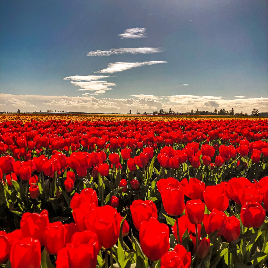 FairhavenInn's tweet photo. Spring is here, and so is the Skagit Valley Tulip Festival! Only 30 minutes from the hotel, take a day trip to this special annual event, and save 15% off when you book during our Hot Dates, Hote Rates! Click the link in our profile to learn more. https://t.co/3lY7TipvAh https://t.co/ncmpQVj9pT