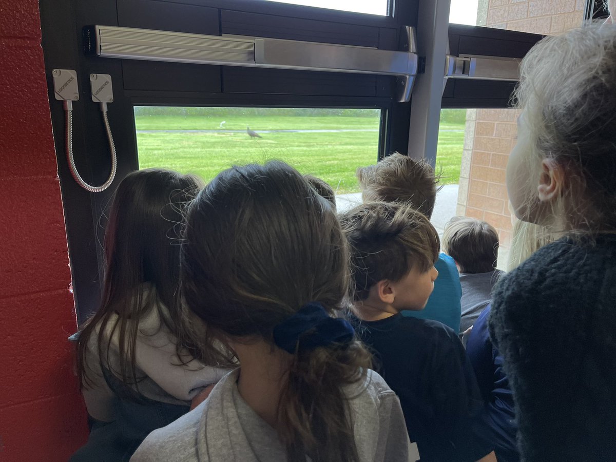 april_holland's tweet image. We spied a turkey at school. #birdlearning #teachablemoments
@LES_Panthers @KeglerLisa 
@ELeducation Mod 4