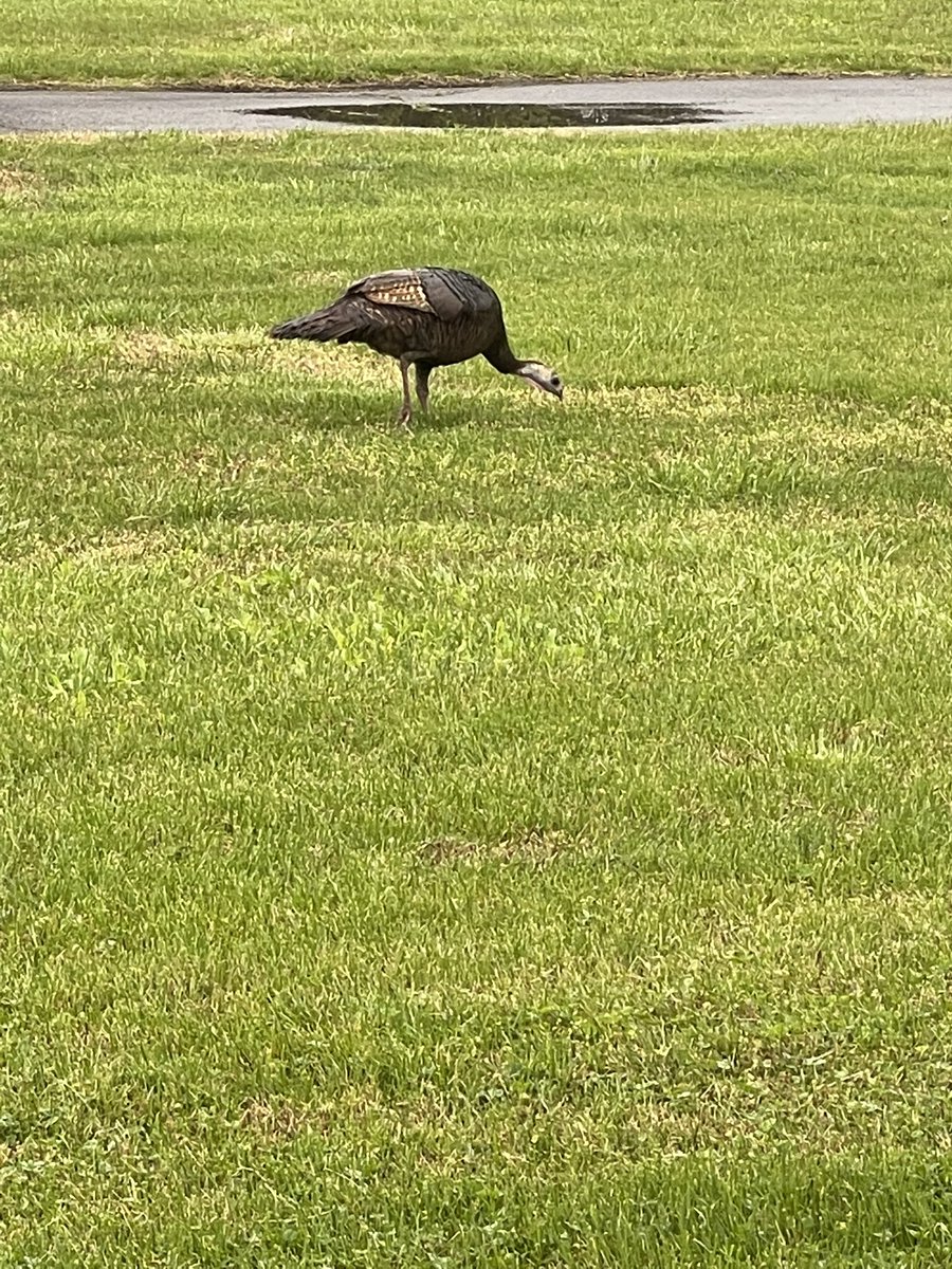 april_holland's tweet image. We spied a turkey at school. #birdlearning #teachablemoments
@LES_Panthers @KeglerLisa 
@ELeducation Mod 4