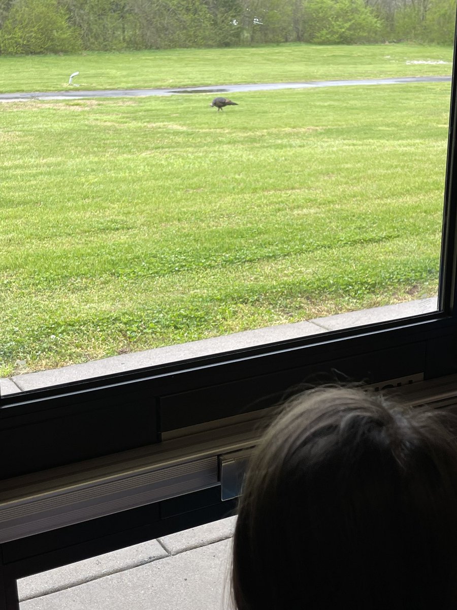 april_holland's tweet image. We spied a turkey at school. #birdlearning #teachablemoments
@LES_Panthers @KeglerLisa 
@ELeducation Mod 4