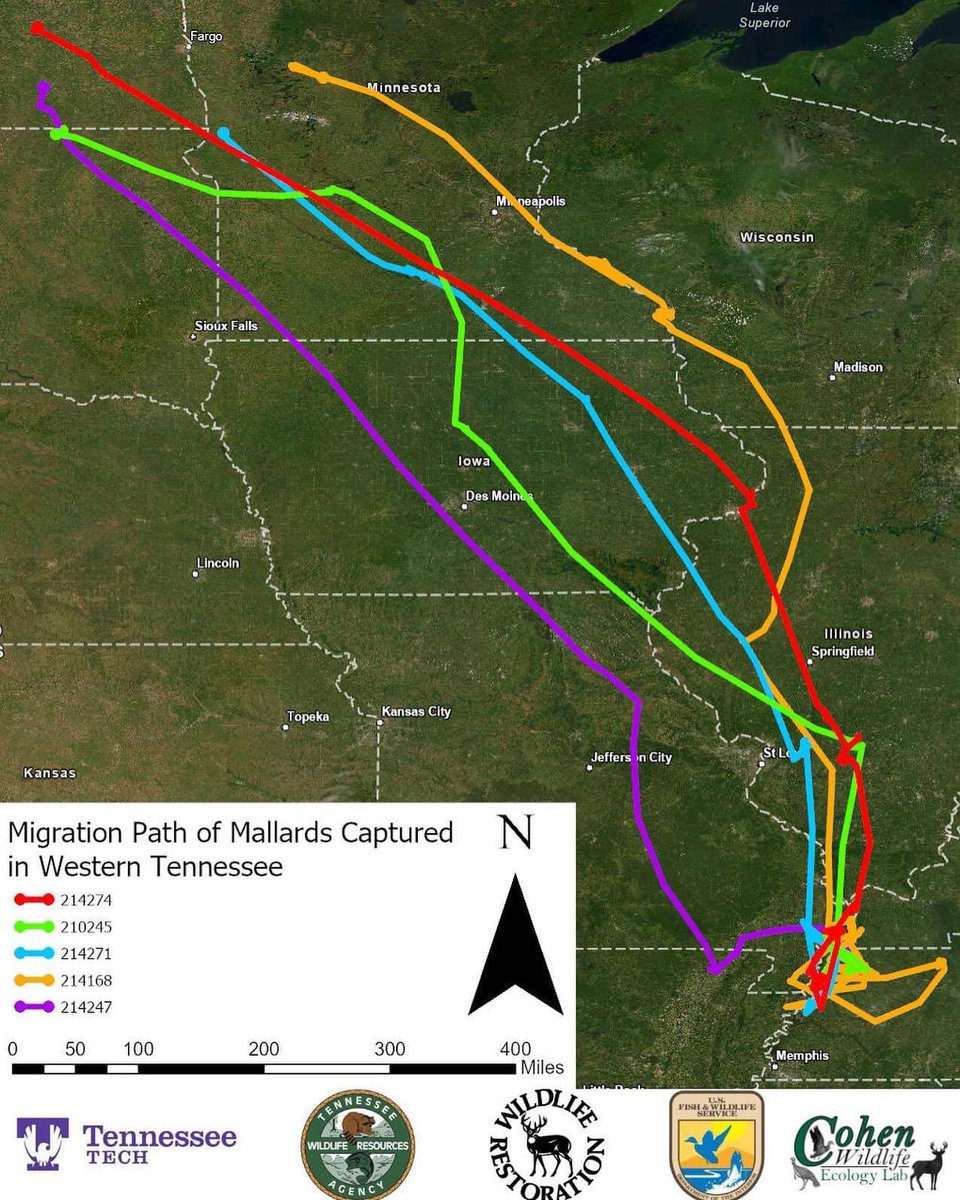 nmasto1's tweet photo. Migration update: The mallards have made it back to the prairies! It won't be long until hens are sitting on nests. Hope we have better breeding conditions this year... #mallardmovementmonday #tnmallardproject #duckscience @tnwildlife @cjhighwayman https://t.co/VUaAxqZpv6
