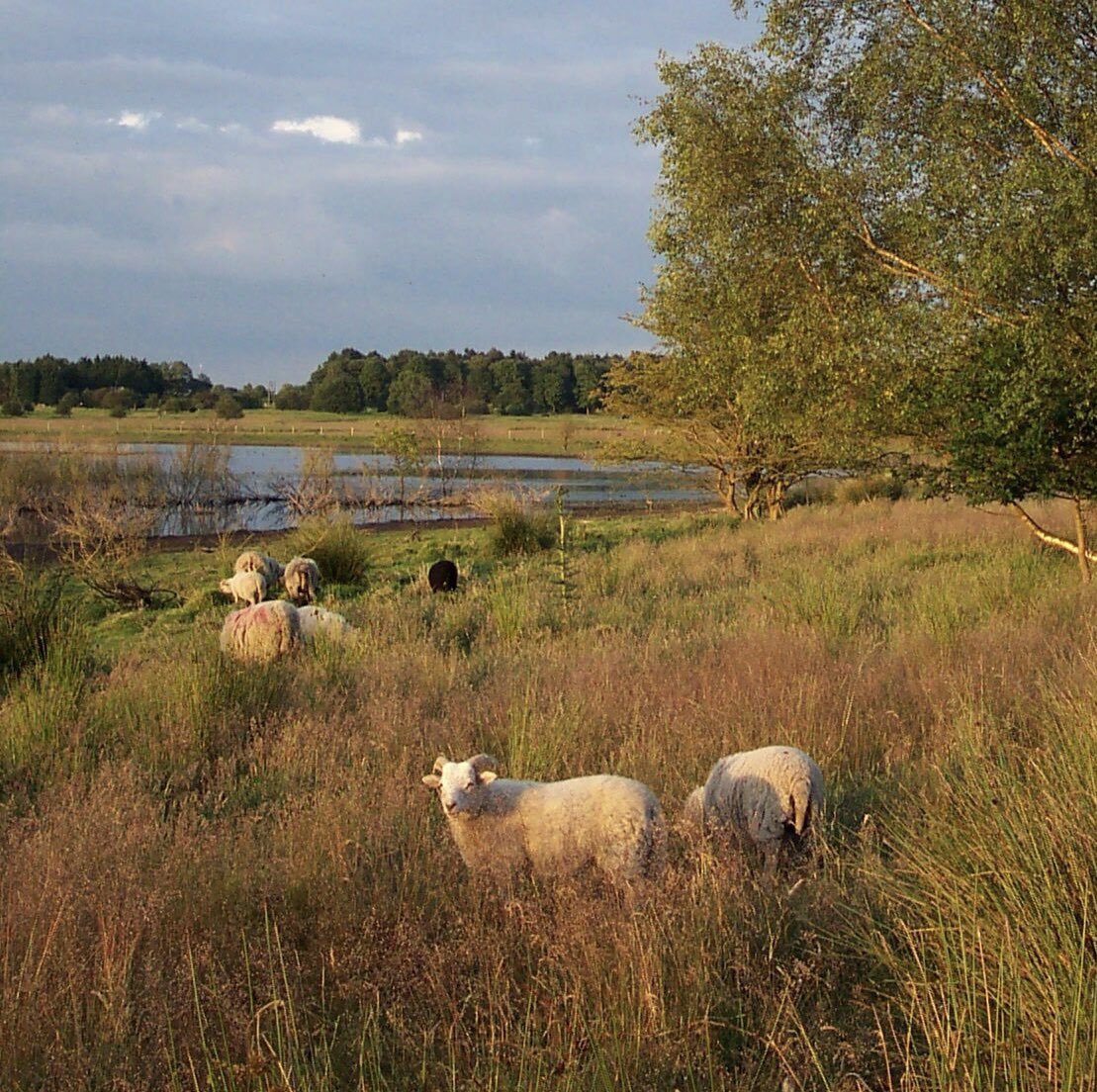 BonnersMuseum's tweet photo. Talk tonight 13th April - 7.30pm at Trinity Methodist Church Hall, Theatre St, Dereham NR19. By Joy Evitt, -  ‘The History of the Norfolk Wool Trade.’  It covers the history of the wool industry in Norfolk from Roman times and how important it was to the prosperity of the county https://t.co/cI71o0z2Mv