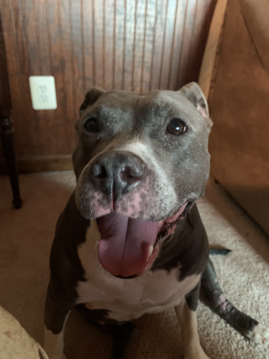 dcwingate's tweet photo. Diamond Begging Tuesday ๐พ๐พ๐ฅ
The happy look didnโt work so she switched to the โin your face glare techniqueโ ๐พ๐พ๐คฆโโ๏ธ #DaddysPotato
#GrayFaceMafia #DogsofTwittter #AdoptDontShop #RescueSeniors #CursesFoiledAgain https://t.co/YSVKSbwlO3