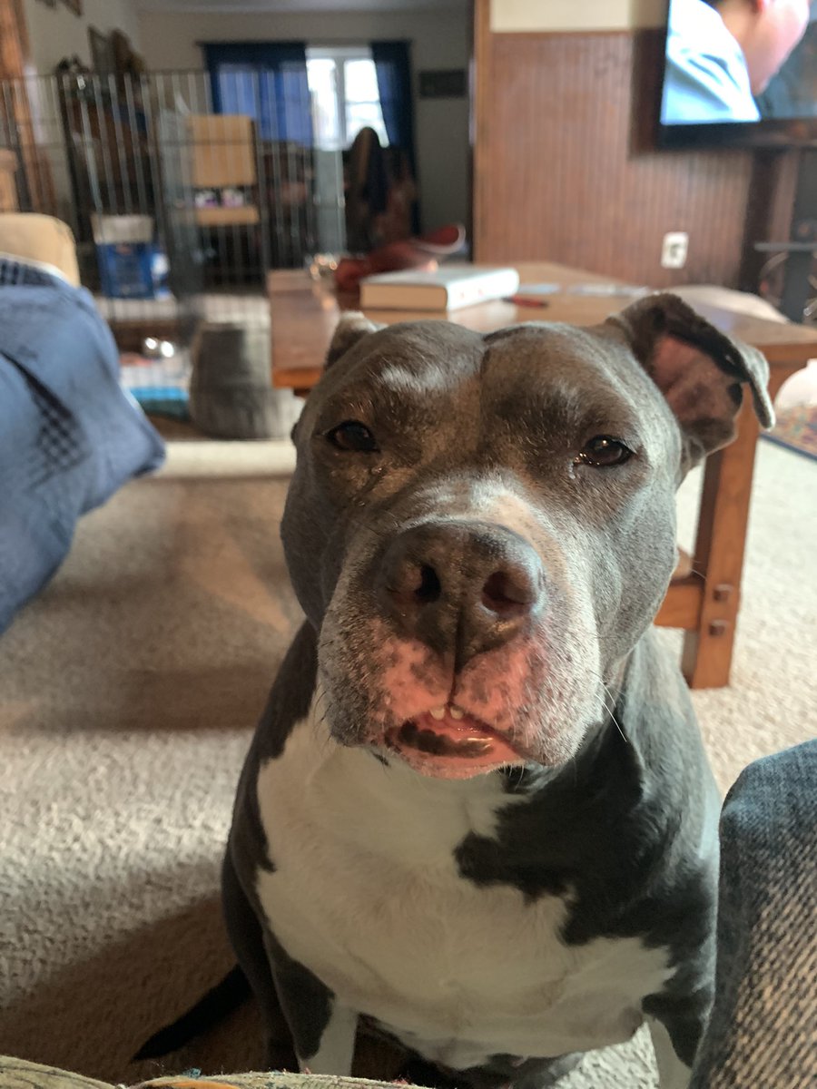 dcwingate's tweet photo. Diamond Begging Tuesday ๐พ๐พ๐ฅ
The happy look didnโt work so she switched to the โin your face glare techniqueโ ๐พ๐พ๐คฆโโ๏ธ #DaddysPotato
#GrayFaceMafia #DogsofTwittter #AdoptDontShop #RescueSeniors #CursesFoiledAgain https://t.co/YSVKSbwlO3