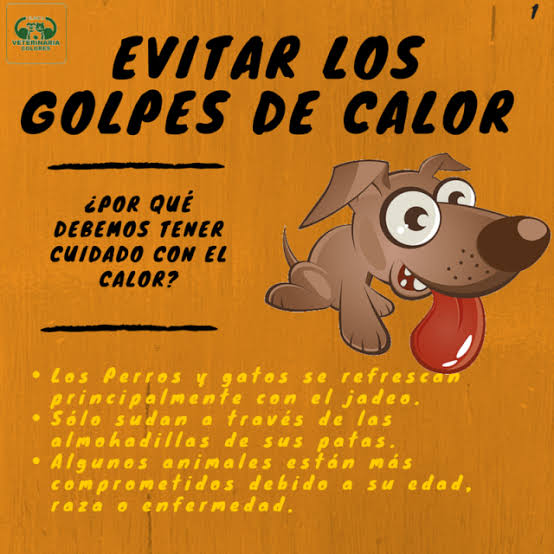 En ésta época es muy común q nuestros #perritos puedan sufrir un #golpedecalor. Algunos síntomas son respiración rápida, temblores, vómitos y aumento del ritmo cardiaco pero pueden llegar a ser tan graves como hemorragias, #IRC y daño cerebral, entre otros 🥺