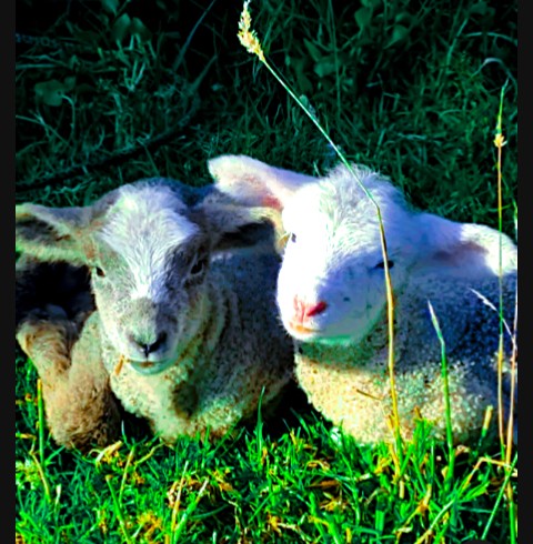 Art3N1ft's tweet photo. 🐮🐴GANADO DIGITAL 🐖
Colección de 10 animales (20 NFT) viviendo en polígono.(el 10 % de las ventas se destinará a apoyar a muchos granjeros ) *los propietarios obtendrán 1 NFT gratis in NEON*
 https://t.co/xp3V9kIOgB 
#nft #NFTGiveaway #digitallivestock #livestock https://t.co/g1J8OqoxUD