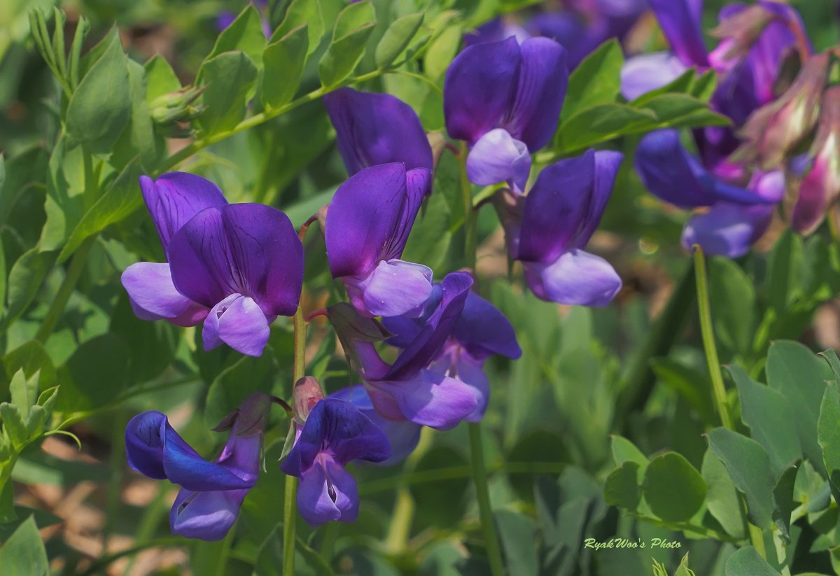 rb_merganser's tweet photo. ハマエンドウの花も咲く。
#BeachPea April 2022. https://t.co/mPClASyNkx