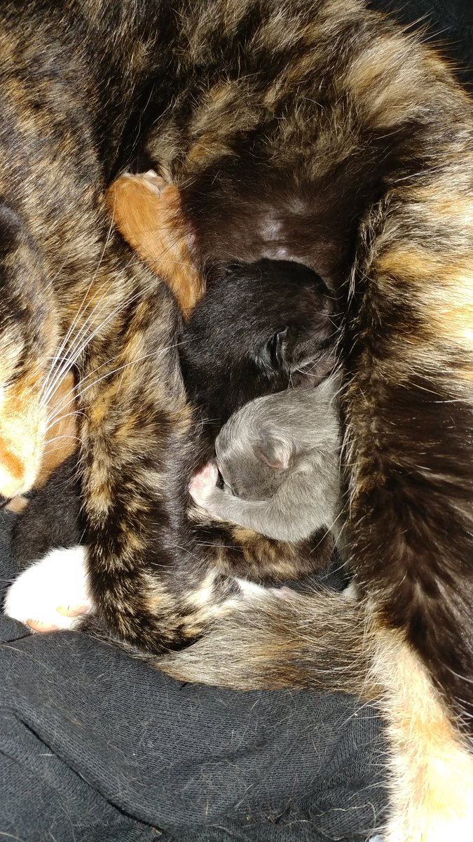 Low_VoltageMan's tweet photo. Ripley had three healthy wee kittens. Hope they all stay that way 🐱 #CatsOnTwitter #CatsofTwittter #kittensoftwitter #catbirth #welcometothefamily https://t.co/RGooqeqDzX