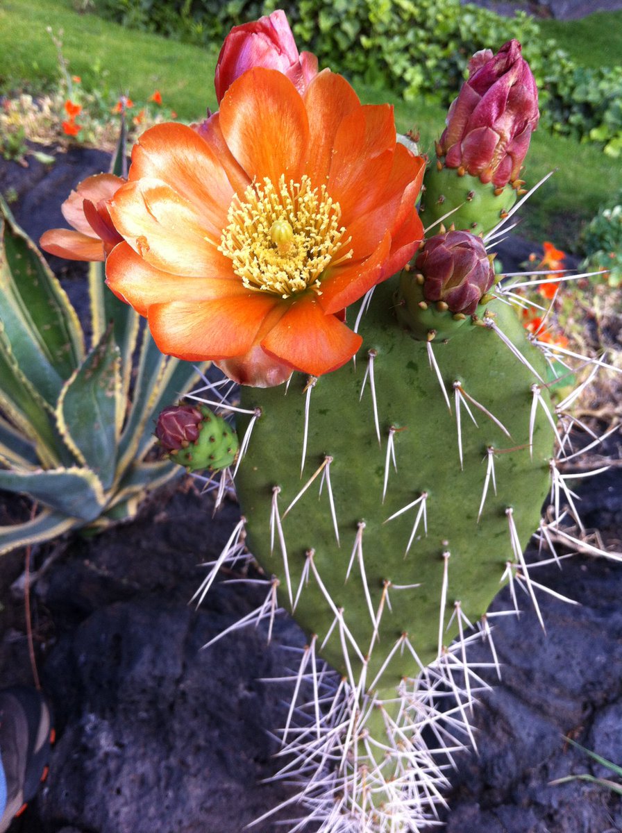Minamontiel's tweet photo. @francesarnold Amazing 🤩😍😍 @francesarnold what kind of cactus are they? Their flowers are espectacular. 

This is a Mexican cactus 😉. https://t.co/7UaTde5ND4