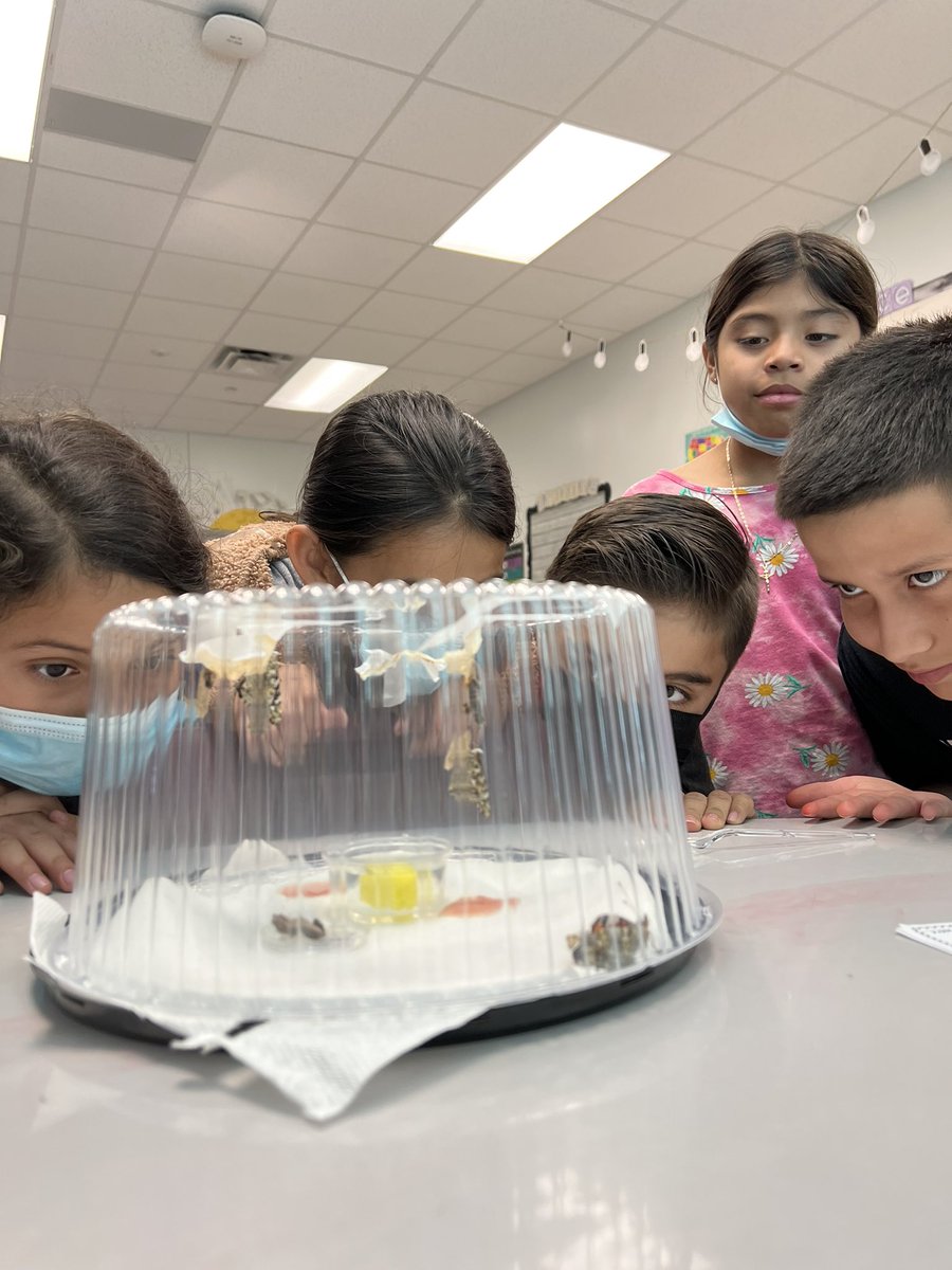 We truly have a new appreciation for butterflies now. Real-life connections 🐛🦋❤️