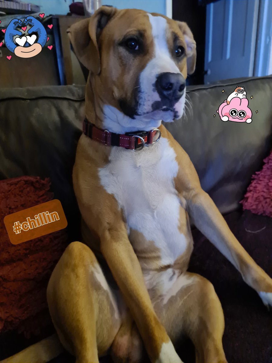 carlaking900's tweet photo. @CodyRhodes My 1yr old bully babba Kodi 🐾💙🏴󠁧󠁢󠁳󠁣󠁴󠁿 guess who he's named after 😁 this was him waiting for your match coming up 💪 Scotland luvs ya Cody 🏴󠁧󠁢󠁳󠁣󠁴󠁿🥰 https://t.co/ojI6tsd0pQ