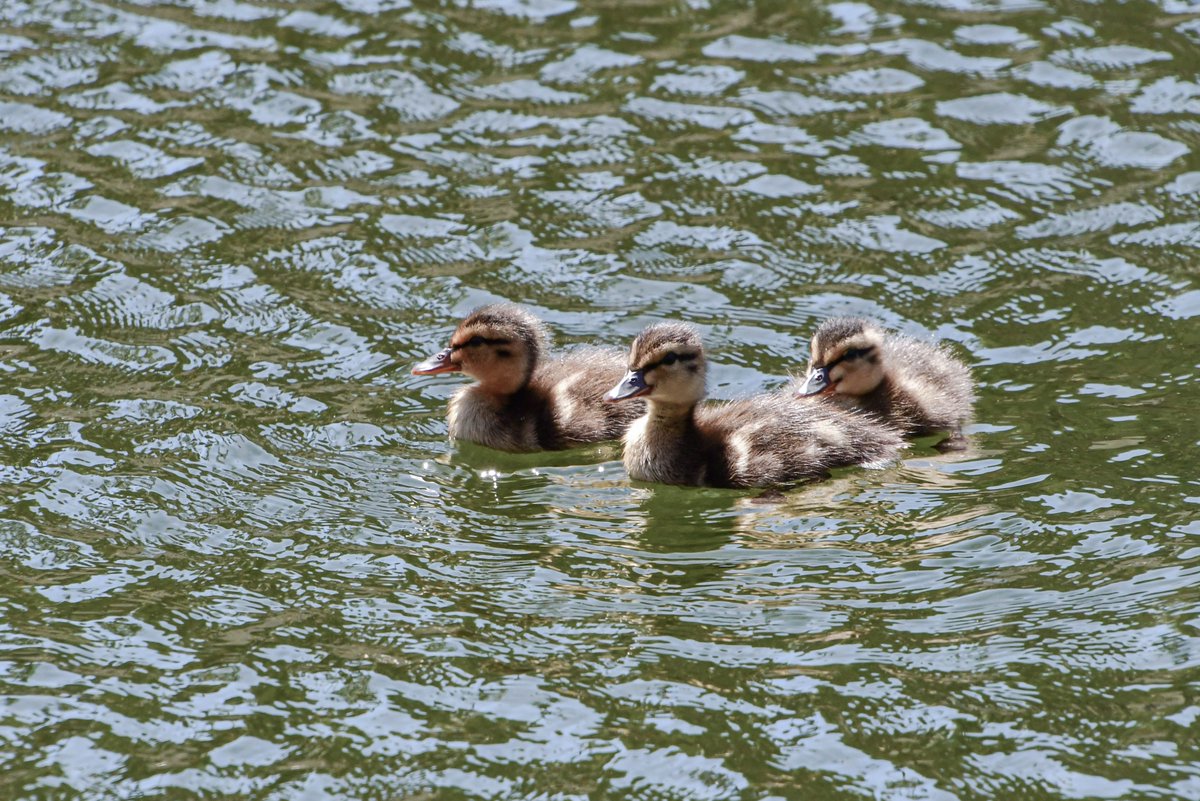 ExploreBP's tweet photo. Look at these adorable ducklings! #cute #BalboaPark #SanDiego #LilyPond #BabyDucks #ducklings https://t.co/kO8KBjjxyD