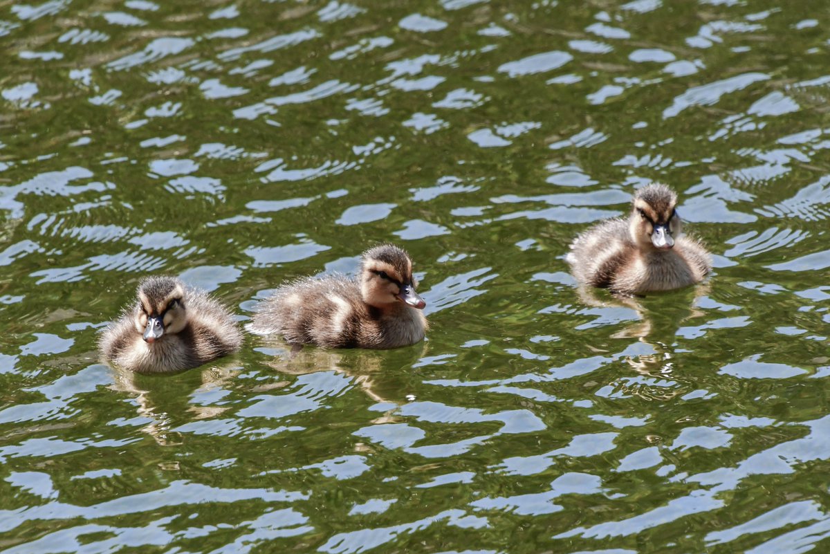 Look at these adorable ducklings! #cute #BalboaPark #SanDiego #LilyPond #BabyDucks #ducklings