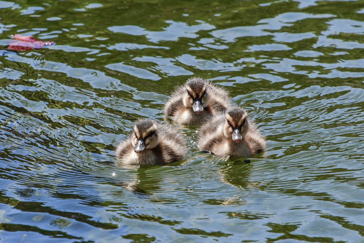 ExploreBP's tweet photo. Look at these adorable ducklings! #cute #BalboaPark #SanDiego #LilyPond #BabyDucks #ducklings https://t.co/kO8KBjjxyD