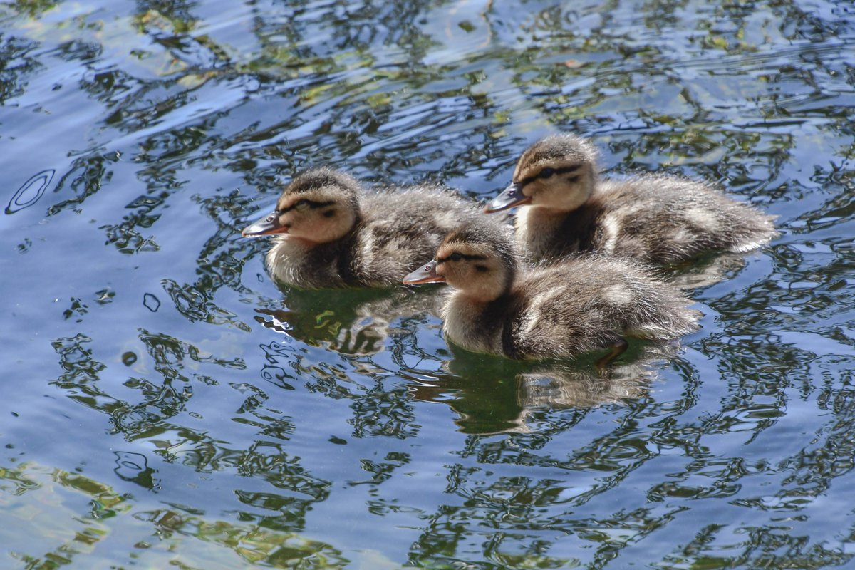 ExploreBP's tweet photo. Look at these adorable ducklings! #cute #BalboaPark #SanDiego #LilyPond #BabyDucks #ducklings https://t.co/kO8KBjjxyD