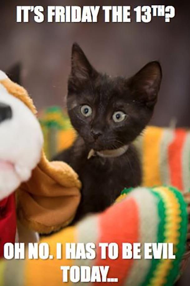 KittyKatGirl😻🙏💞🐞 tweet media