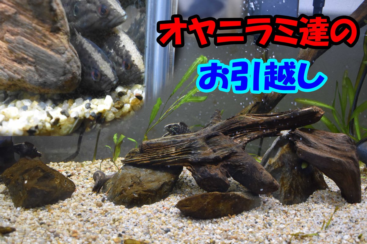 aamh0474's tweet photo. 久しぶりの動画投稿になります😅

やっと次の動画が出来たので投稿しました😁

今回は屋内で飼育していたオヤニラミ達が少し大きくなったので別の水槽にお引越しします😆

見てくれた方はチャンネル登録と高評価を🙏
面白く無かったのと言う方は低評価をお願いします👎

https://t.co/V95ZzGX5Ch https://t.co/Q8503jl04f