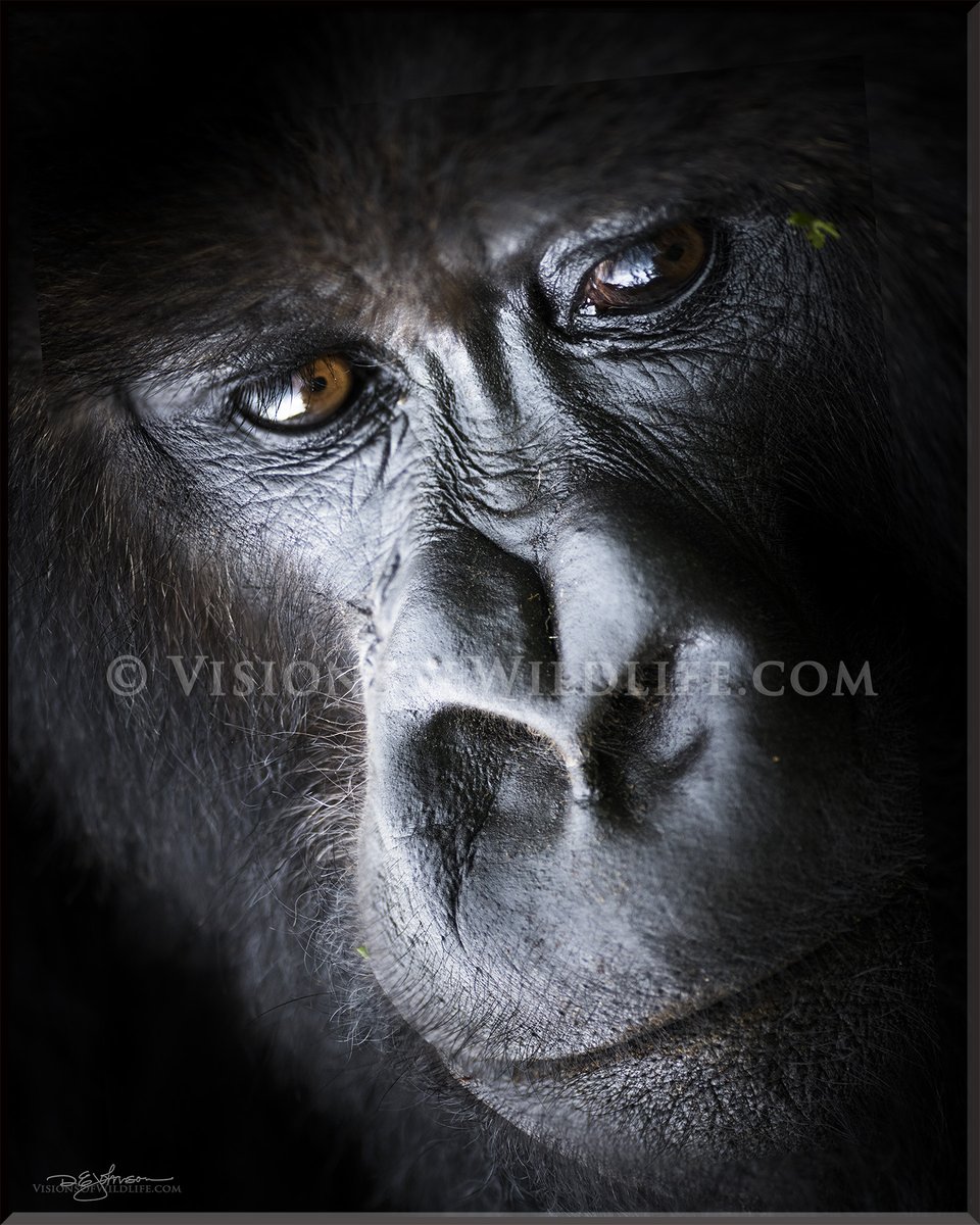 VisionsOfWildli's tweet photo. #wildlife #wildlifephotography #nature #nft #naturephotography #NFTCommunity #nftphotographer #photography #gorilla https://t.co/mb784Ymt6L