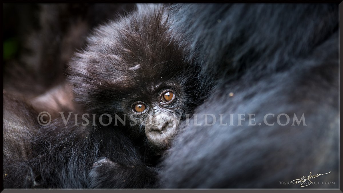 VisionsOfWildli's tweet photo. #wildlife #wildlifephotography #nature #nft #naturephotography #NFTCommunity #nftphotographer #photography #gorilla https://t.co/mb784Ymt6L