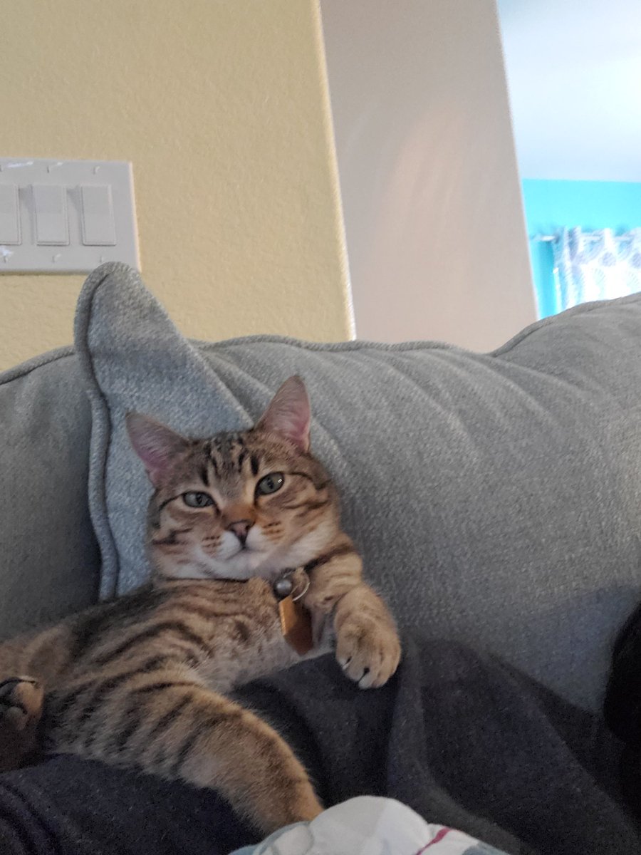 mmhoffman14's tweet photo. It's hard to get anything done.... https://t.co/9IYTU3BZtb