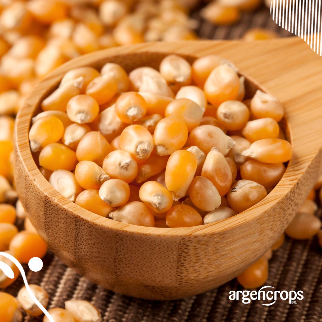 ArgencropsSA's tweet photo. El compañero ideal para una noche de cine🎬
Si decimos que vamos a ver una peli enseguida pensamos en el pochoclo!
🍿El pochoclo o pop corn tiene como principal componente al maíz #Pisingallo, pero siempre podés darle un toque especial...
😋Vos cómo los preferís? https://t.co/hWrqEEhtOF