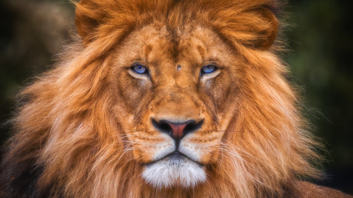 WriterJimDenney's tweet image. C S. Lewis wrote his first novel, The Pilgrim&apos;s Regress (60,000 words), in just two weeks. Would you like to write faster and more brilliantly like Lewis? Read YOUR WRITING MENTOR C. S. LEWIS. amazon.com/Your-Writing-M… #FastWriting #WritingTips #Narnia #CSLewis