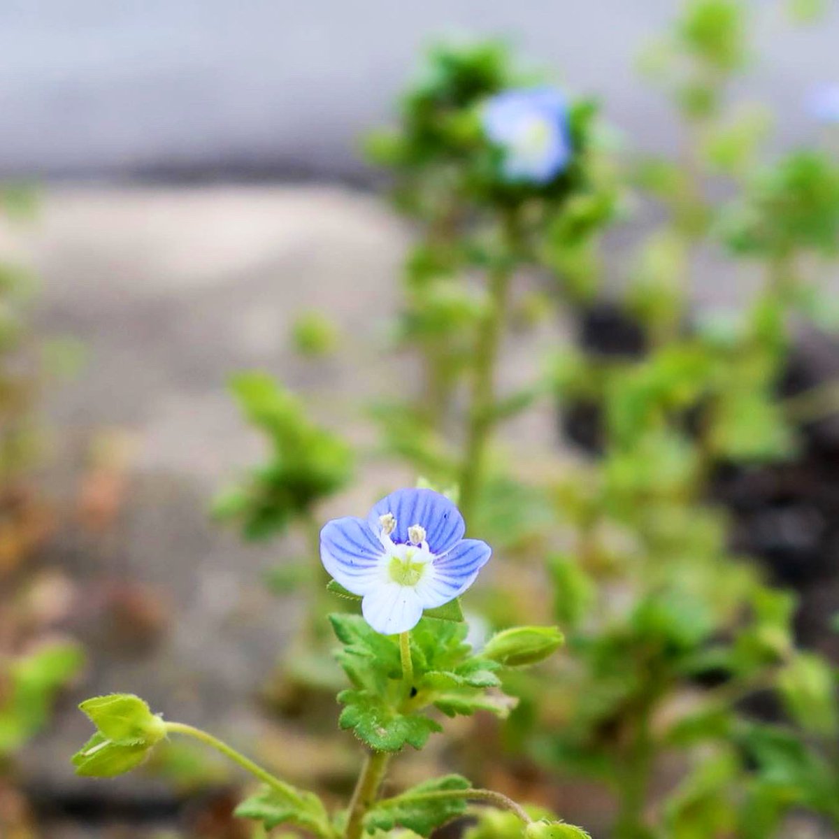 KNarujima's tweet photo. #PersianSpeedwell has a terrible but funny Japanese name 👉 https://t.co/s46nrg3Idn
#オオイヌノフグリ ってカワイイですね。続きは上のリンクから。
#VeronicaPersica #SmallFlowers #Color #大犬の陰嚢 #小さい花 #色 #おおいぬのふぐり https://t.co/Y5b21tCdqY