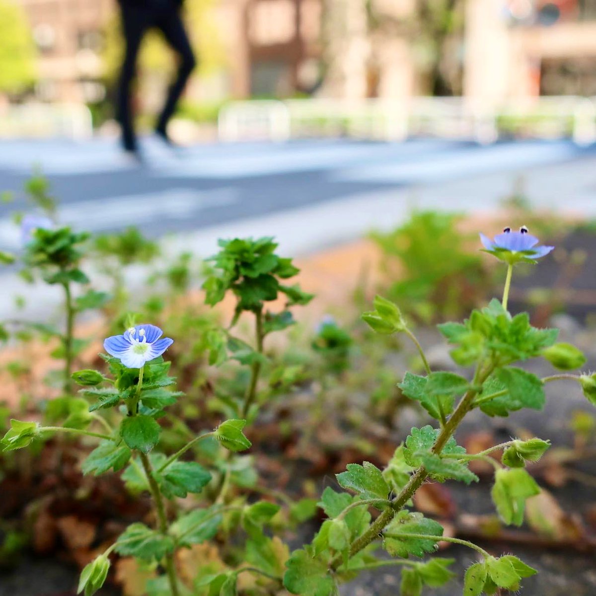 KNarujima's tweet photo. #PersianSpeedwell has a terrible but funny Japanese name 👉 https://t.co/s46nrg3Idn
#オオイヌノフグリ ってカワイイですね。続きは上のリンクから。
#VeronicaPersica #SmallFlowers #Color #大犬の陰嚢 #小さい花 #色 #おおいぬのふぐり https://t.co/Y5b21tCdqY