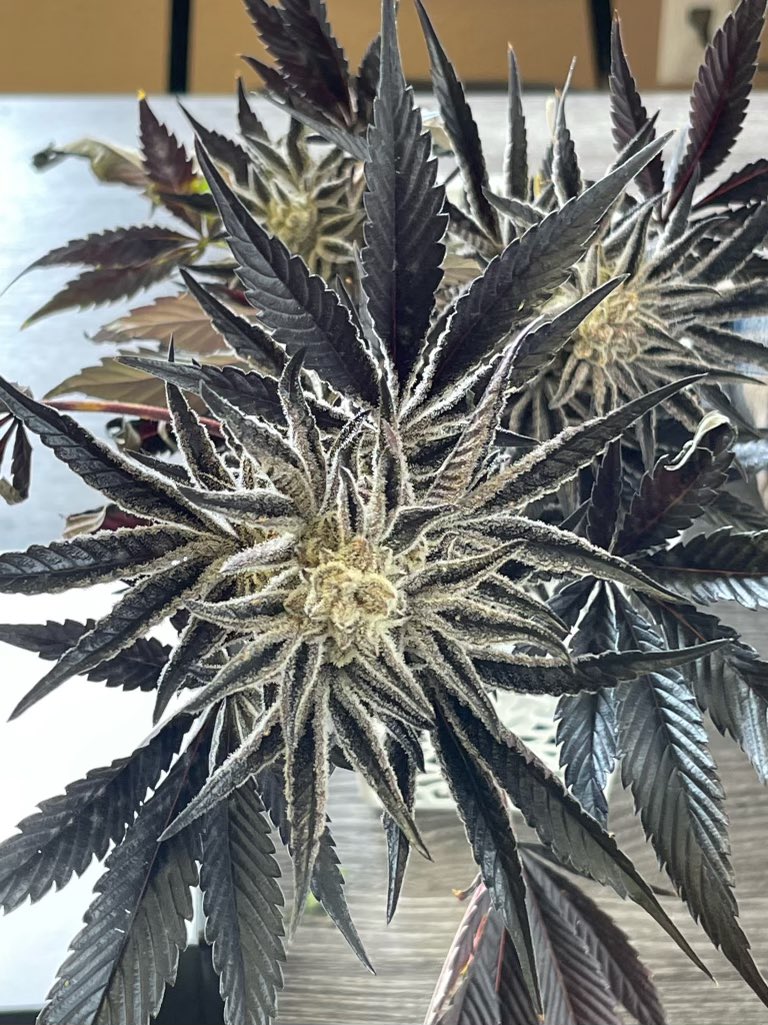 PinePark's tweet photo. Up close and personal with the next season of Pine Park 🌲 😶‍🌫️ https://t.co/ytQ86g1HmV
