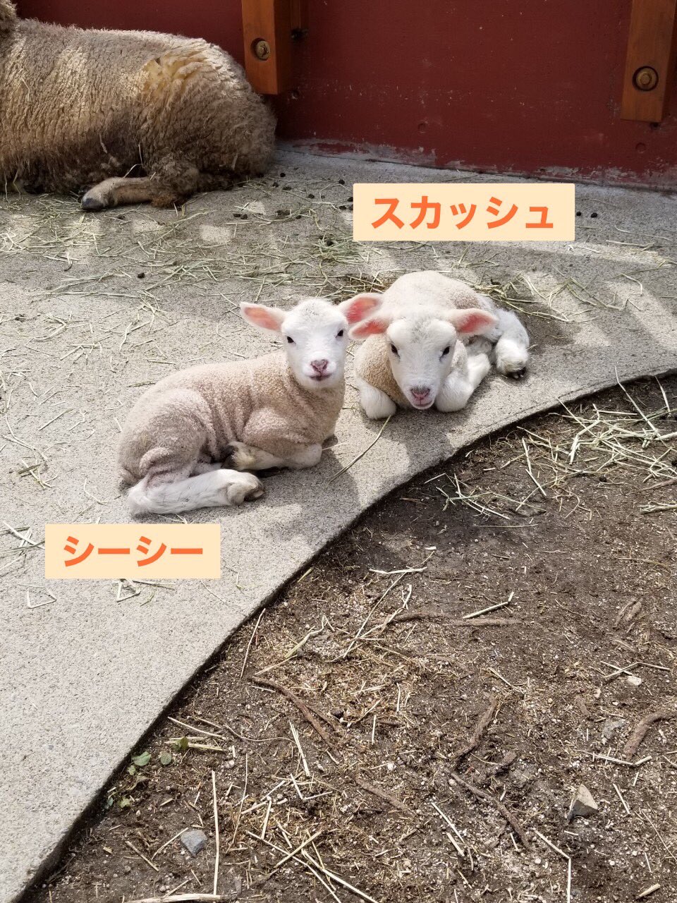 東武動物公園 公式 リュウくん 赤ちゃんヒツジ 産まれてからもう1ヶ月 皆さんが撮った写真で元気に育ったことをお祝いしませんか ぜひ 赤ちゃんヒツジの写真に 白モコ黒モコ生誕30日まつり をつけてツイートしてください お客様の顔が写っ