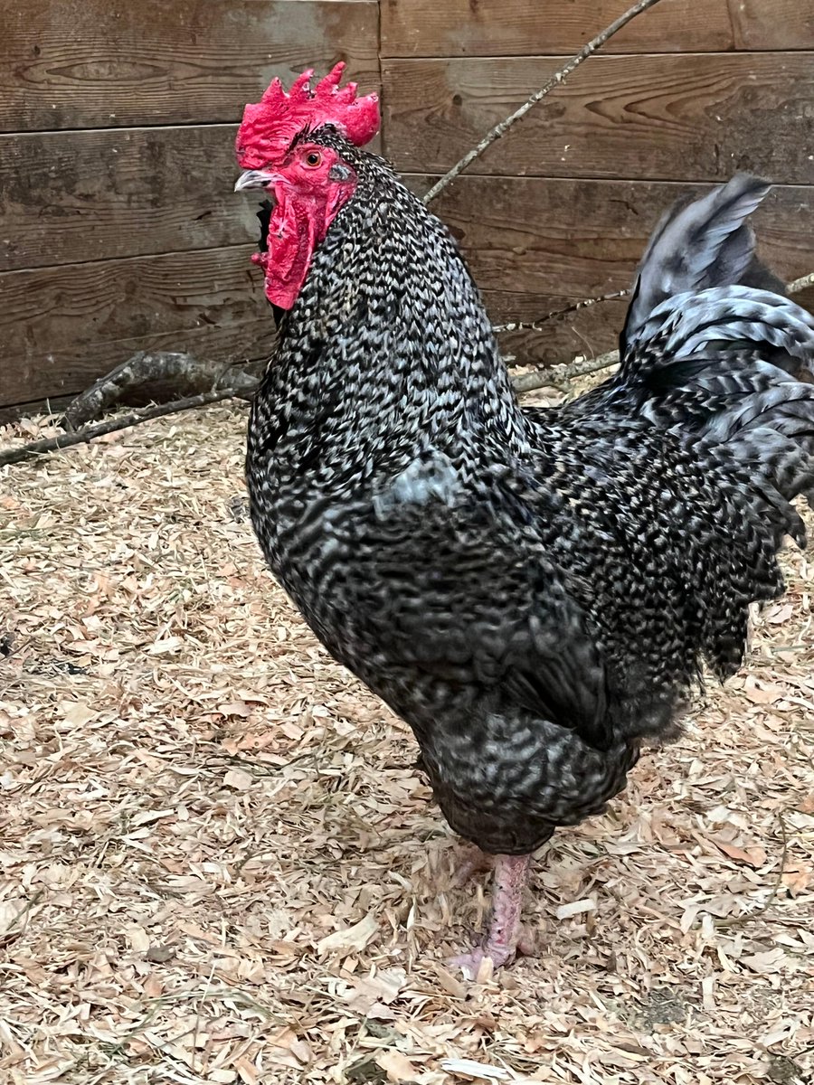 CVARescue's tweet photo. 10/10 pose right? https://t.co/AIw4wLQy7g
