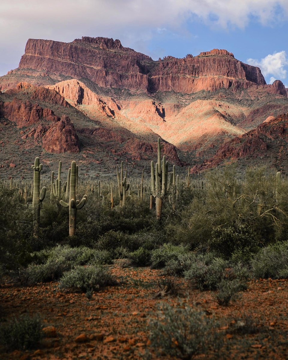 visitphoenix's tweet photo. Not all deserts are created equal, which is why ours looks so insanely cool 🌵

Find out more about our Sonoran Desert and what makes it so unique: https://t.co/0kdPUxJdEF

📷 : cassyarchphotography
📍 : Superstition Mountains

#myphx #TravelResponsibly https://t.co/MO7tp1Tzle
