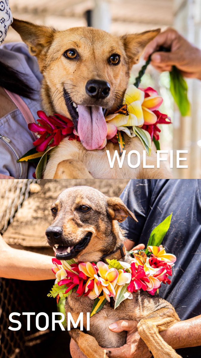 SaipanCaresCNMI's tweet photo. Saipan Cares for Animals Shelter in As Gonno is closing down in 2 days! 
SCA is asking our community to please have it in your heart to make room for 1, 2 or more dogs in your home. 
SCA DO NOT WANT to resort to euthanizing any of our dogs. Please consider adopting or fostering🙏🏽 https://t.co/99FJLkZSUJ