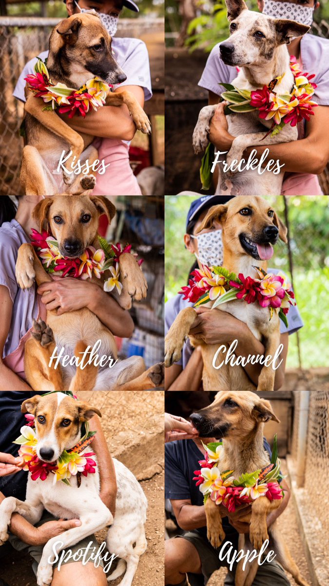 SaipanCaresCNMI's tweet photo. Saipan Cares for Animals Shelter in As Gonno is closing down in 2 days! 
SCA is asking our community to please have it in your heart to make room for 1, 2 or more dogs in your home. 
SCA DO NOT WANT to resort to euthanizing any of our dogs. Please consider adopting or fostering🙏🏽 https://t.co/99FJLkZSUJ