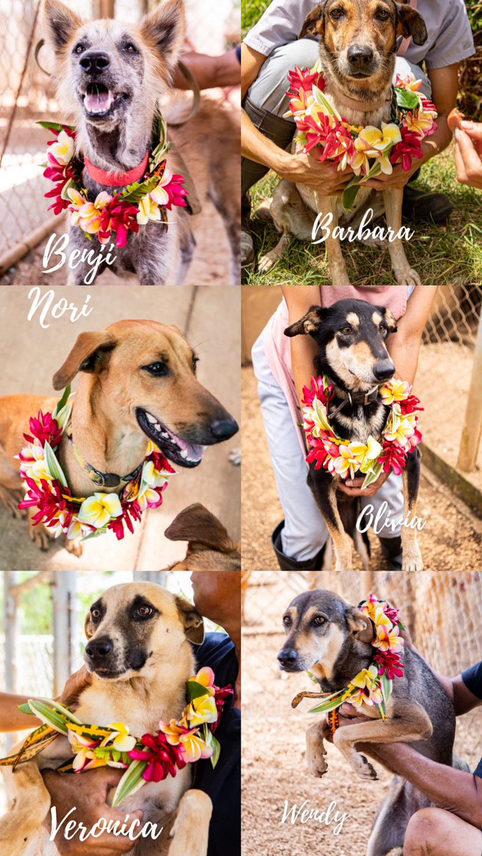 SaipanCaresCNMI's tweet photo. Saipan Cares for Animals Shelter in As Gonno is closing down in 2 days! 
SCA is asking our community to please have it in your heart to make room for 1, 2 or more dogs in your home. 
SCA DO NOT WANT to resort to euthanizing any of our dogs. Please consider adopting or fostering🙏🏽 https://t.co/99FJLkZSUJ